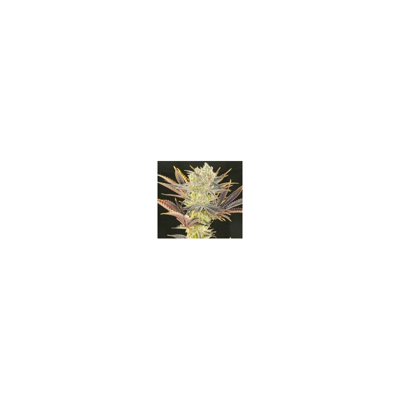 Citradelic Sunset Femminizzata - Ethos Genetics
