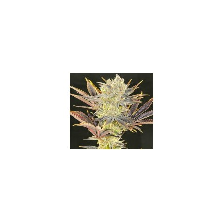 Citradelic Sunset Femminizzata - Ethos Genetics