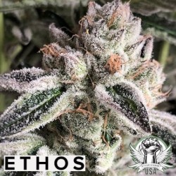 Crescendo RBX1 Femminizzata - Ethos Genetics