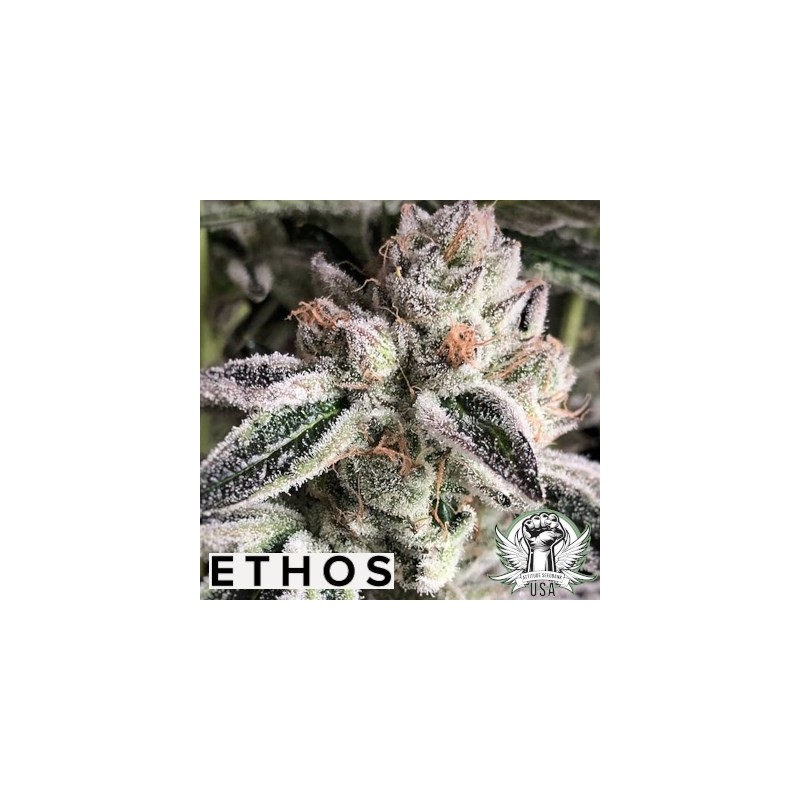 Crescendo RBX1 Femminizzata - Ethos Genetics