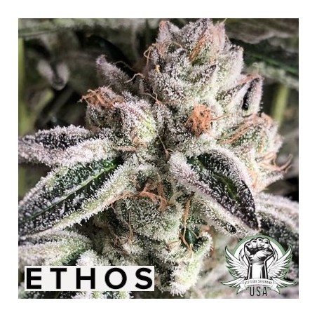 Crescendo RBX1 Femminizzata - Ethos Genetics