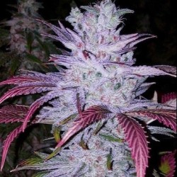 Early Lemon Berry RBX Fast Flowering - Ethos Genetics
