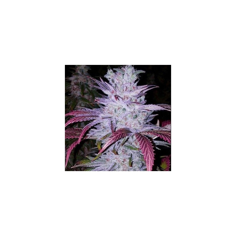 Early Lemon Berry RBX Fast Flowering - Ethos Genetics