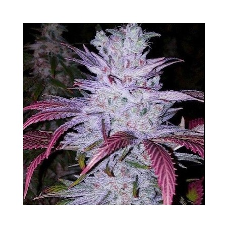 Early Lemon Berry RBX Fast Flowering - Ethos Genetics