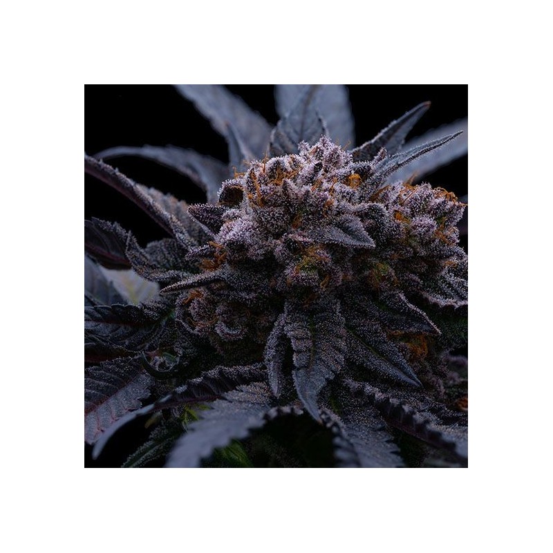 End Game RBX The Punch Line Femminizzata - Ethos Genetics