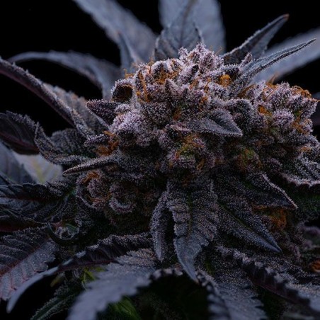 End Game RBX The Punch Line Femminizzata - Ethos Genetics