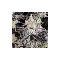 Ethos Cookies R2 Femminizzata - Ethos Genetics