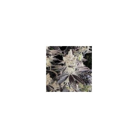 Ethos Cookies R2 Femminizzata - Ethos Genetics