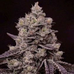 Fanta Sea RBX Femminizzata - Ethos Genetics