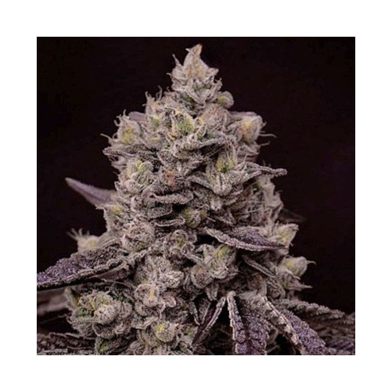 Fanta Sea RBX Femminizzata - Ethos Genetics