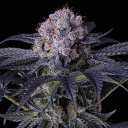 Grape Balls of Fire RBx Femminizzata - Ethos Genetics