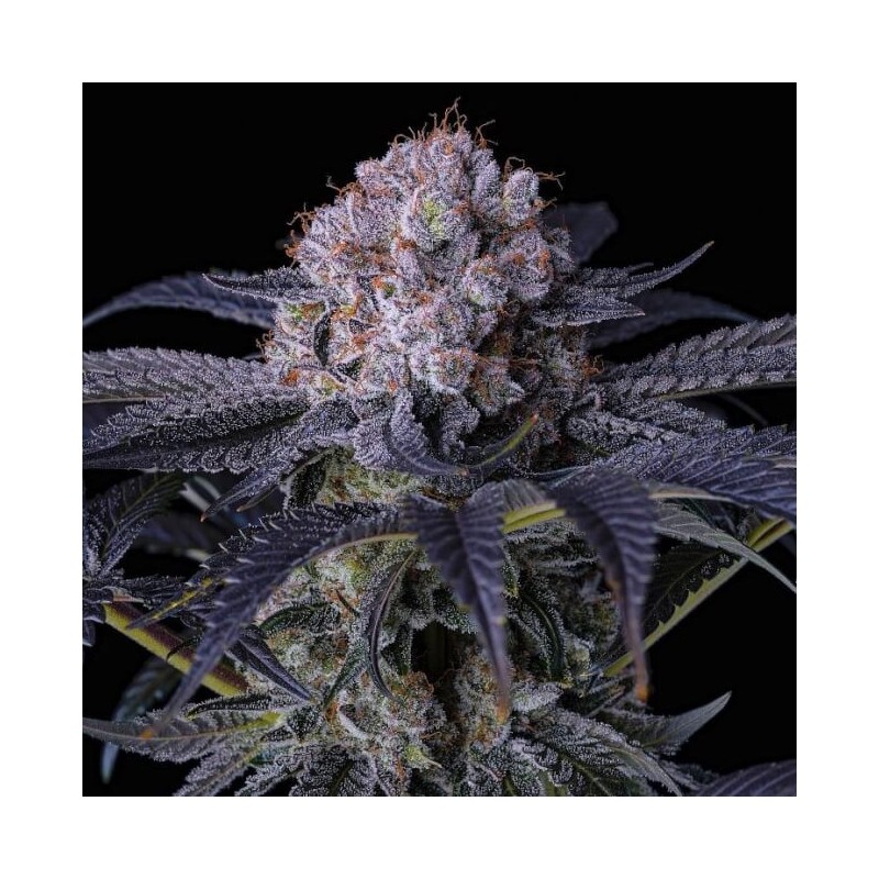 Grape Balls of Fire RBx Femminizzata - Ethos Genetics