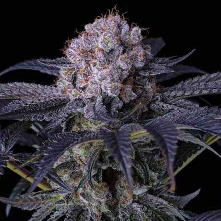 Grape Balls of Fire RBx Femminizzata - Ethos Genetics
