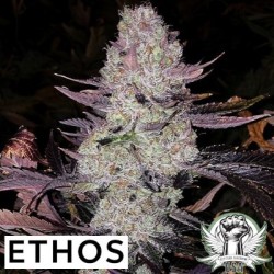Grape Diamonds R2 Femminizzata - Ethos Genetics