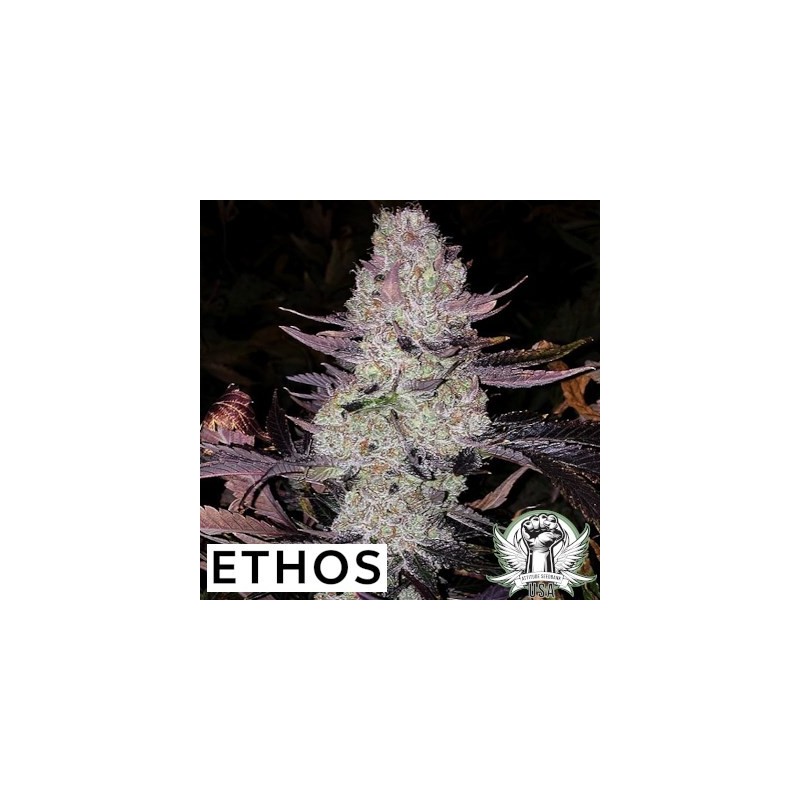 Grape Diamonds R2 Femminizzata - Ethos Genetics