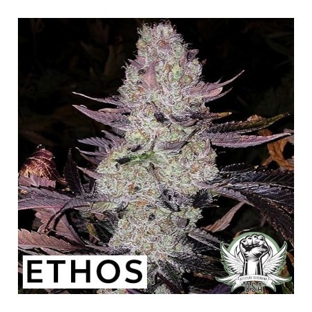 Grape Diamonds R2 Femminizzata - Ethos Genetics