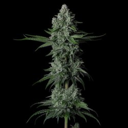 Grandpa's Stash R2 Femminizzata - Ethos Genetics