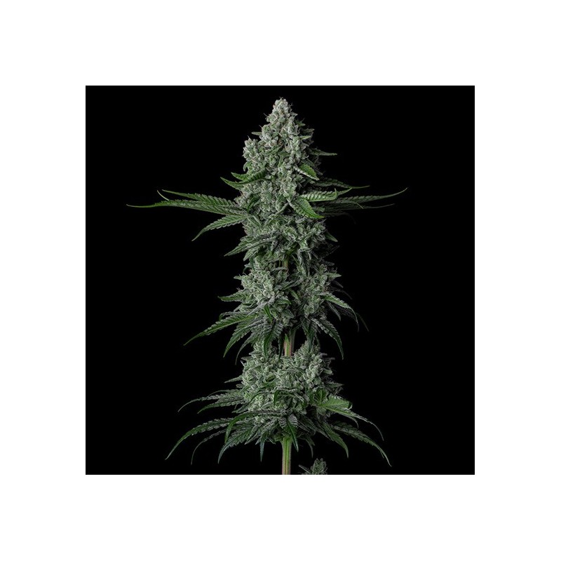 Grandpa's Stash R2 Femminizzata - Ethos Genetics
