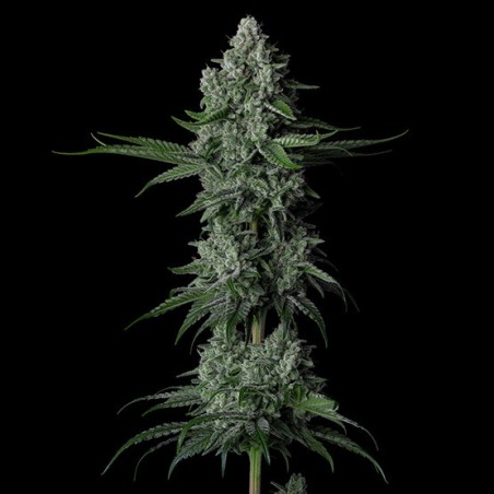 Grandpa's Stash R2 Femminizzata - Ethos Genetics