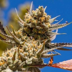 Lemon Berry Candy OG R2 Femminizzata - Ethos Genetics