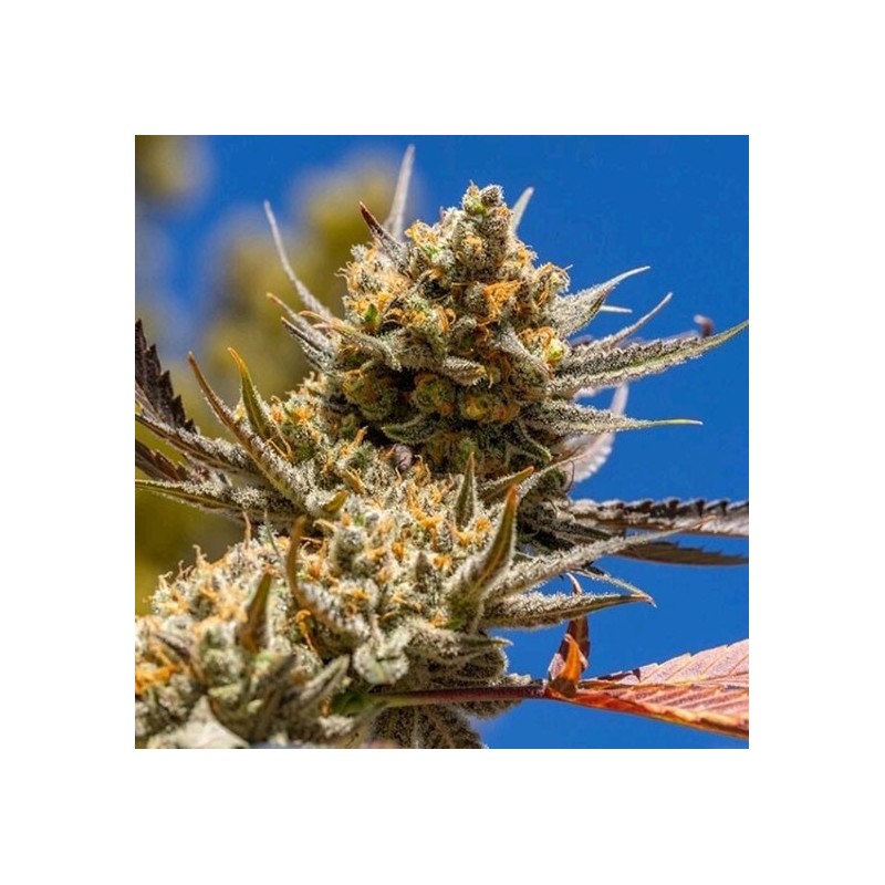 Lemon Berry Candy OG R2 Femminizzata - Ethos Genetics