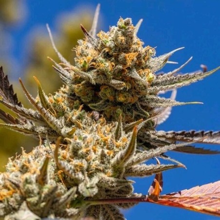 Lemon Berry Candy OG R2 Femminizzata - Ethos Genetics