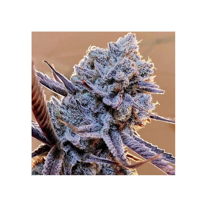 Lilac Diesel RBX2 Femminizzata - Ethos Genetics