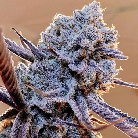 Lilac Diesel RBX2 Femminizzata - Ethos Genetics