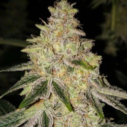 Mac 'n' Jack R1 Femminizzata - Ethos Genetics