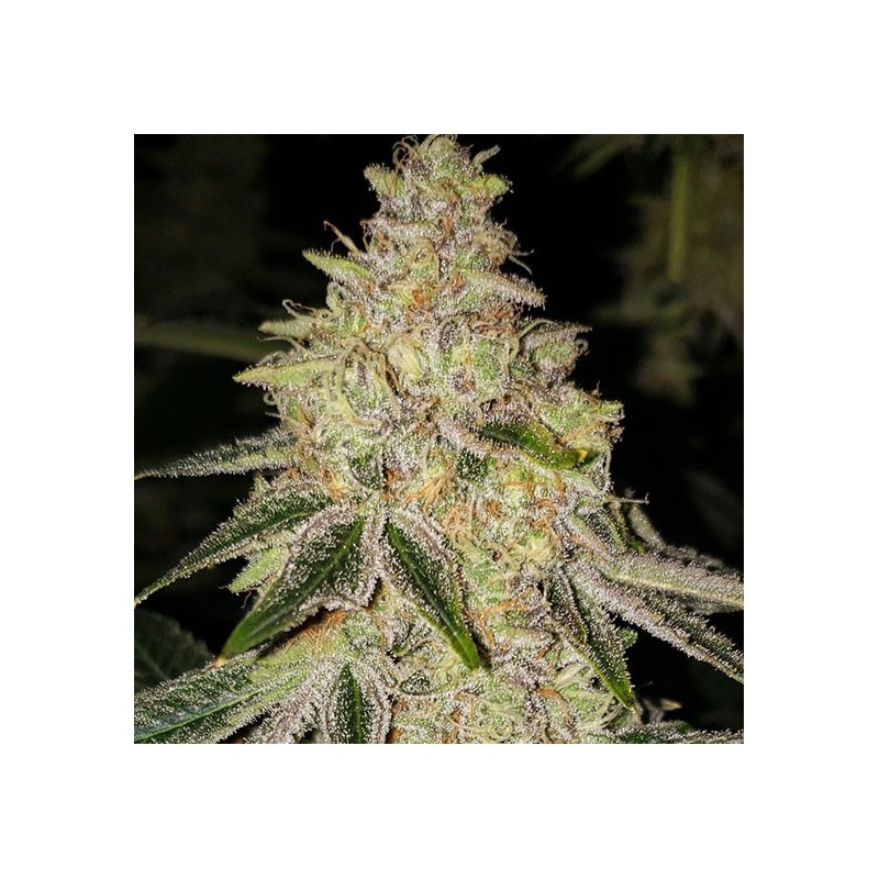 Mac 'n' Jack R1 Femminizzata - Ethos Genetics