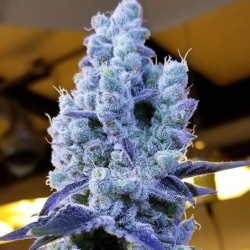 Mandarin Cookies V2 Femminizzata - Ethos Genetics