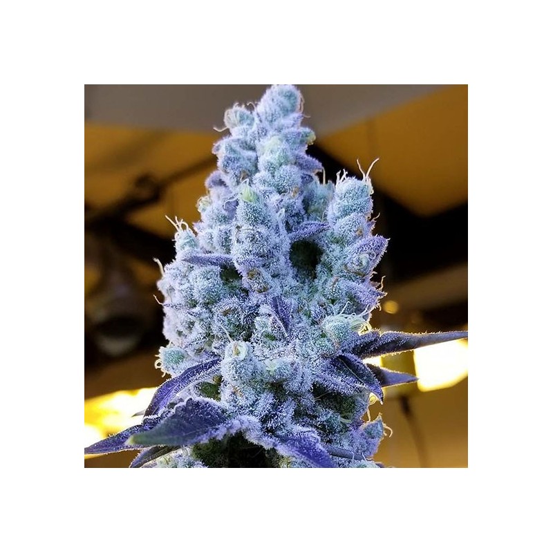 Mandarin Cookies V2 Femminizzata - Ethos Genetics