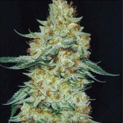 Member Berry RBX1 Femminizzata - Ethos Genetics