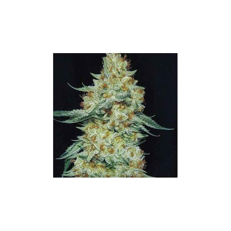 Member Berry RBX1 Femminizzata - Ethos Genetics
