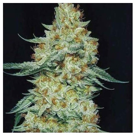 Member Berry RBX1 Femminizzata - Ethos Genetics