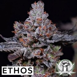 Mookie B R1 Femminizzata - Ethos Genetics