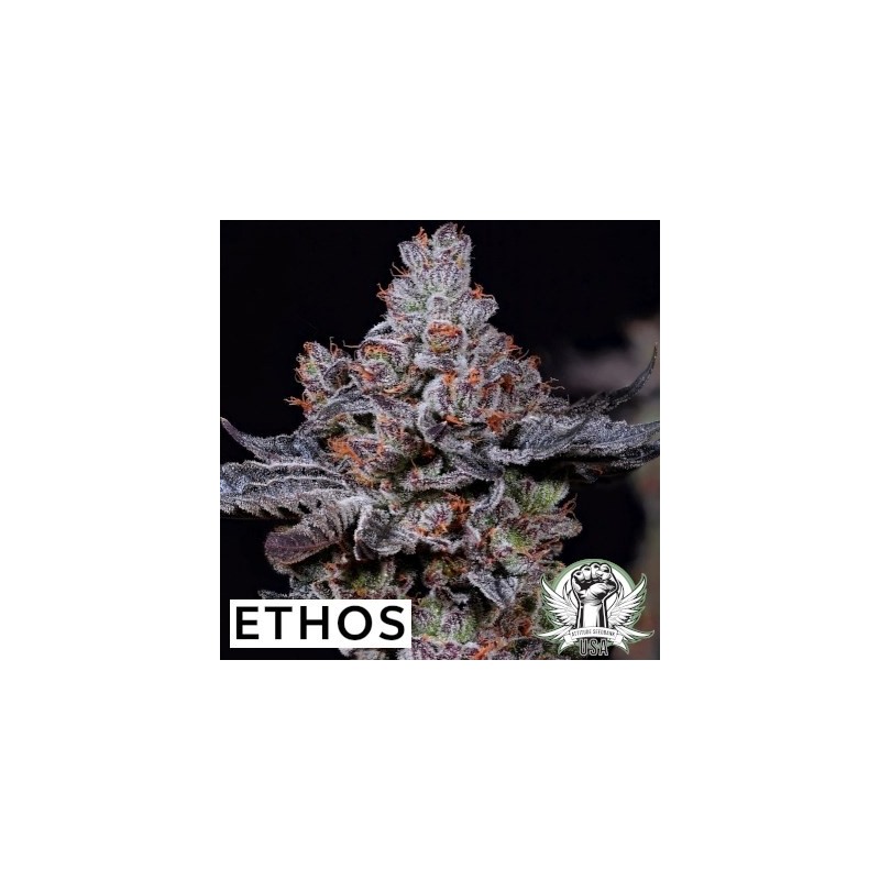 Mookie B R1 Femminizzata - Ethos Genetics