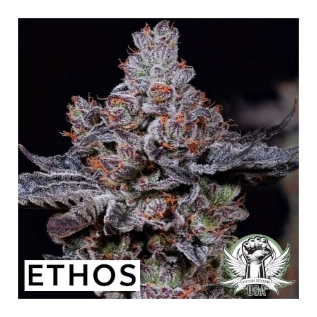 Mookie B R1 Femminizzata - Ethos Genetics