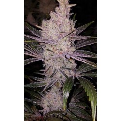 Orange Kush Cake R1 Femminizzata - Ethos Genetics