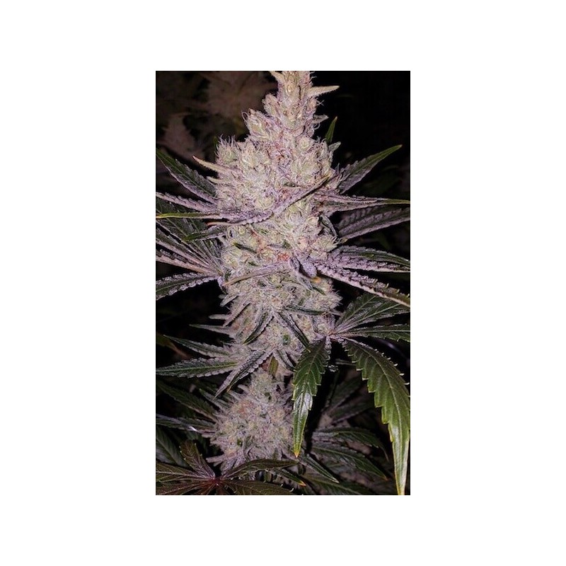 Orange Kush Cake R1 Femminizzata - Ethos Genetics