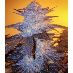 Orange Velvet Underground RBX Femminizzata - Ethos Genetics