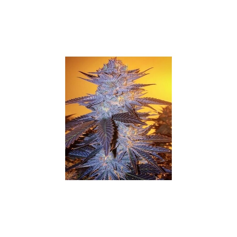 Orange Velvet Underground RBX Femminizzata - Ethos Genetics