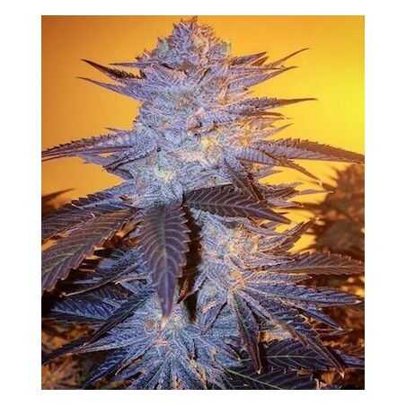 Orange Velvet Underground RBX Femminizzata - Ethos Genetics