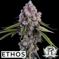 Pepe Silvia R1 Femminizzata - Ethos Genetics