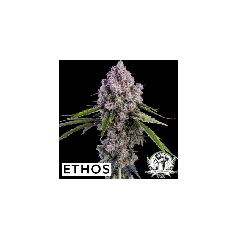 Pepe Silvia R1 Femminizzata - Ethos Genetics