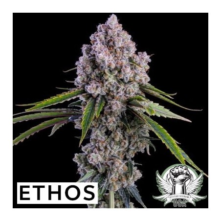 Pepe Silvia R1 Femminizzata - Ethos Genetics