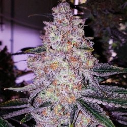 Planet of the Grapes RBX Femminizzata - Ethos Genetics