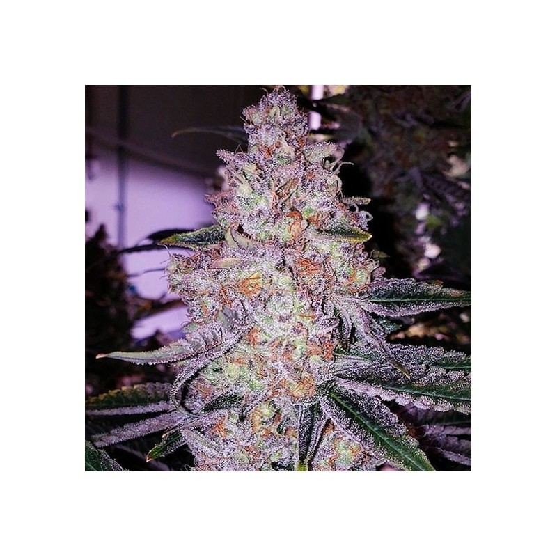 Planet of the Grapes RBX Femminizzata - Ethos Genetics