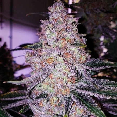 Planet of the Grapes RBX Femminizzata - Ethos Genetics