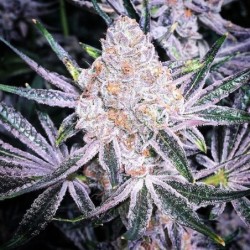 Purple Sunset RBX2 Femminizzata - Ethos Genetics